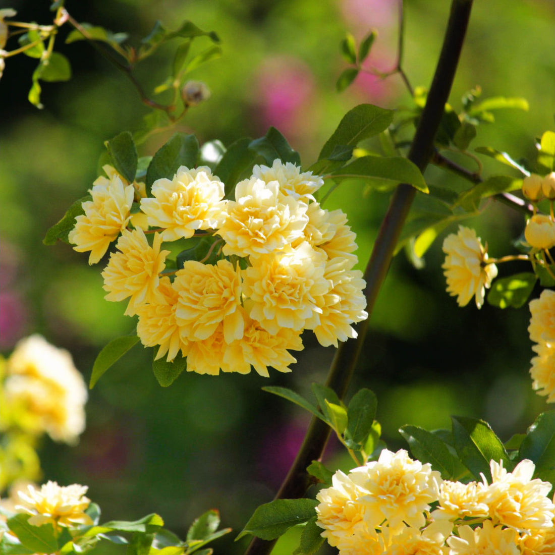 Rosa Banksiae flower seeds
