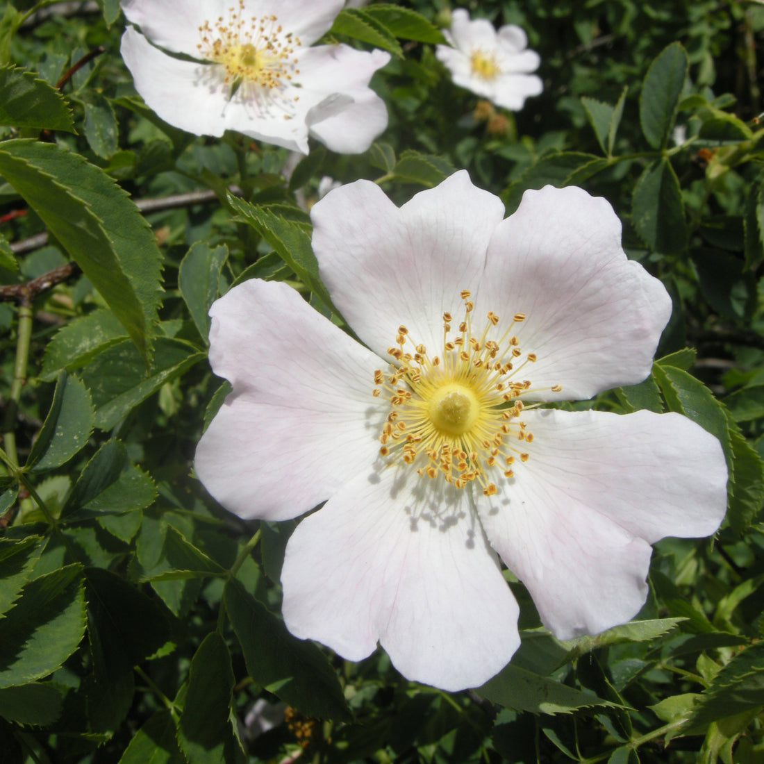 White Rosa flower seeds
