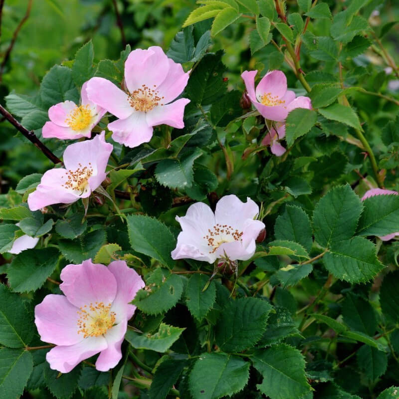 Rosa Canina Rose plant