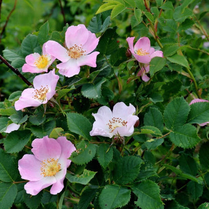 Rosa Canina Rose plant