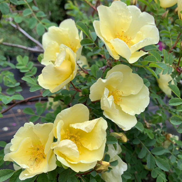 Yellow Manchu flower seeds