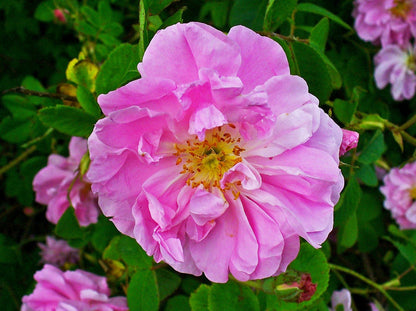 Rosa Damascena Flower Seeds for Planting – Heirloom Non-GMO Garden Seeds