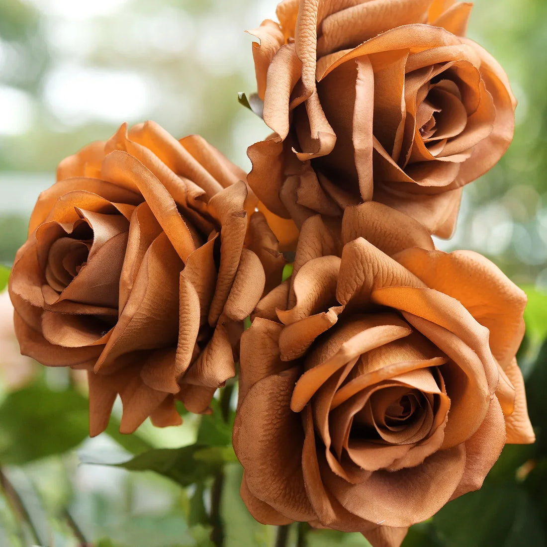 Brown Rose flower seeds