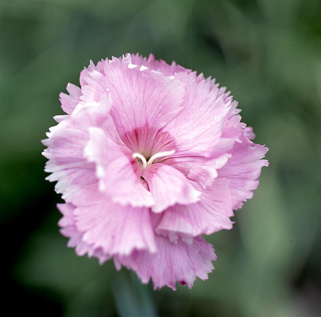 Light Pink flower seeds