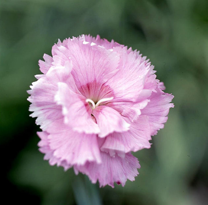 Light Pink flower seeds