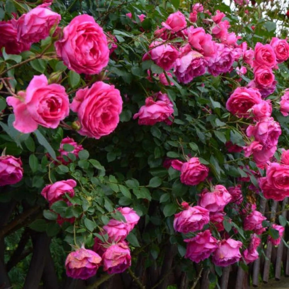 Climbing Pinkie Rose plant