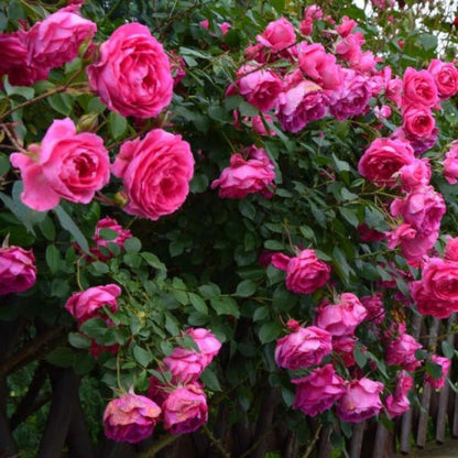 Climbing Pinkie Rose plant