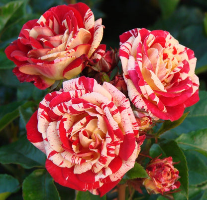 Spirit Rose Flower Seeds for planting with beautiful blooming roses in a garden