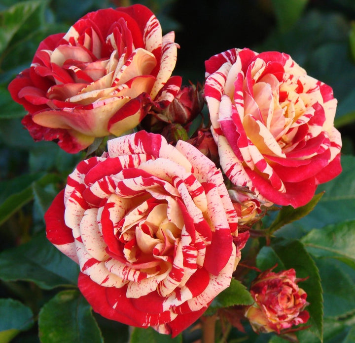 Spirit Rose Flower Seeds for planting with beautiful blooming roses in a garden