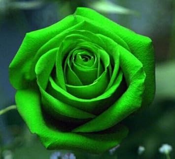 Rose flower seeds