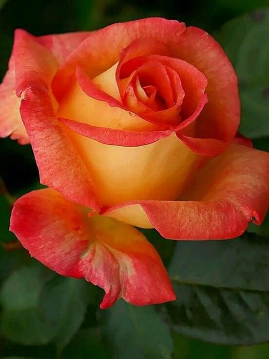 Light Orange flower seeds