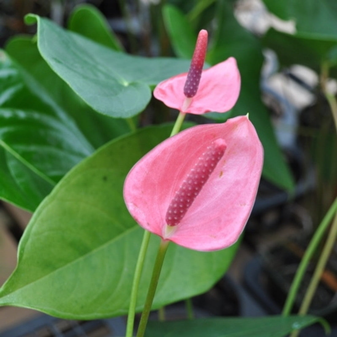 Rose Pink flower seeds