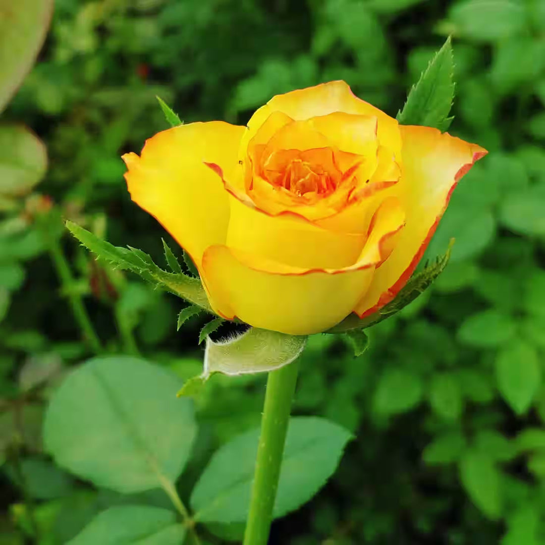 Golden Yellow flower seeds
