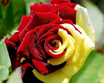 Red Yellow flower seeds