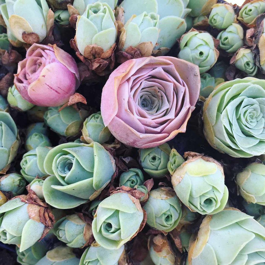 Mountain Rose flower seeds
