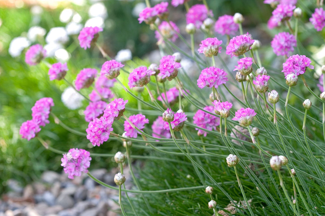 Light Pink flower seeds