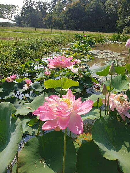 Rosea Plena lotus with pink double blooms and large green leaves growing in a water garden