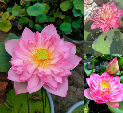 Rosea Plena lotus with pink double blooms and large green leaves growing in a water garden