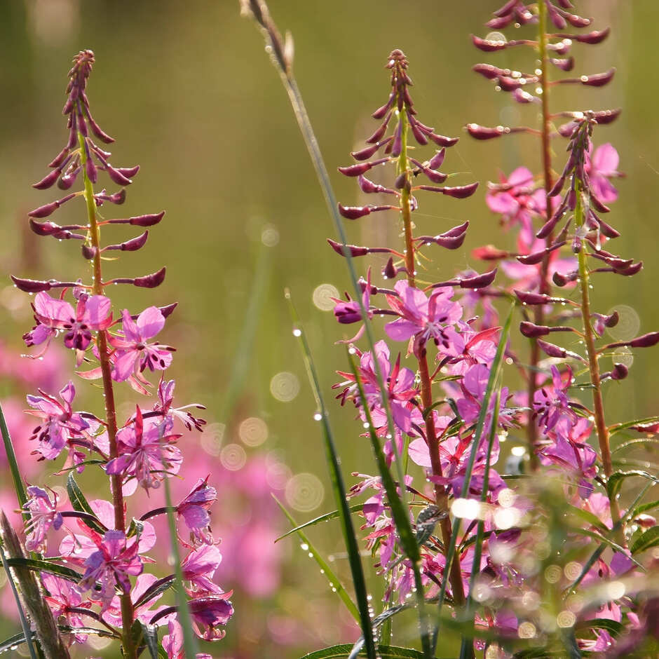 Willowherb flower seeds