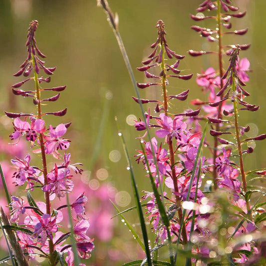 Willowherb flower seeds