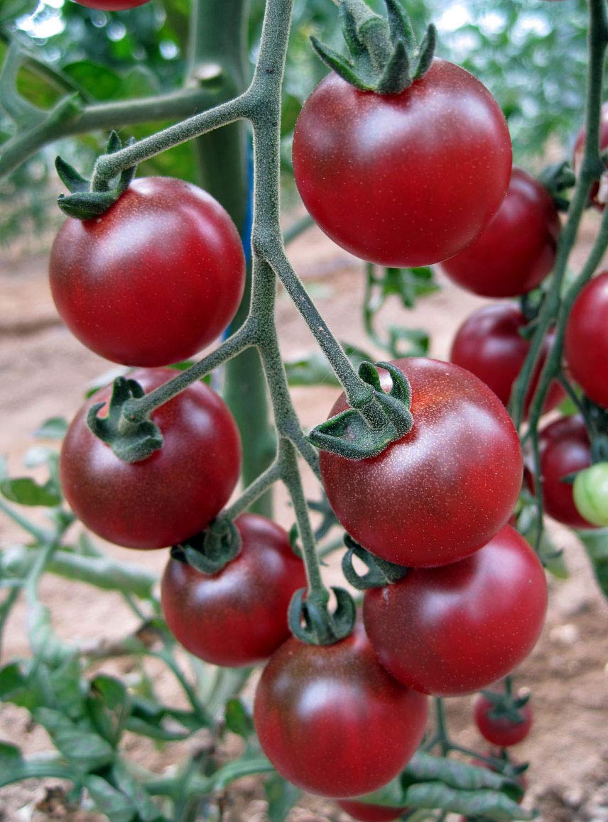 Rosella Tomato Seeds