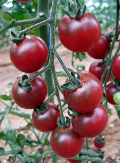 Rosella Tomato Seeds