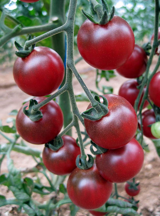Rosella Tomato Seeds