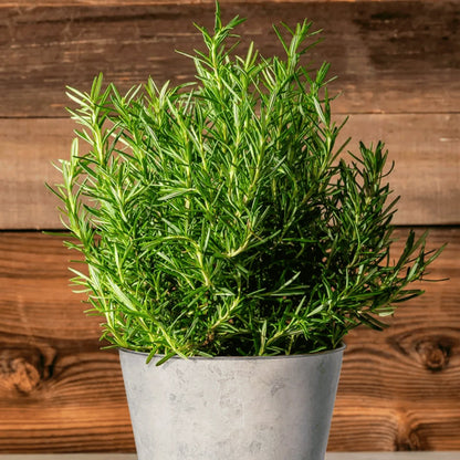 Rosemary Flower Seeds for Planting – Heirloom Non-GMO Garden Seeds