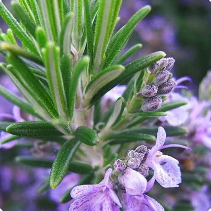 Aromatic Rosemary Foliage and Flowers in Sunny Garden
