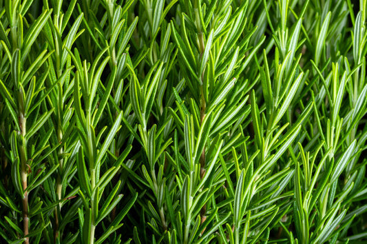 Rosemary Herb Seeds for Planting – Heirloom Non-GMO Garden Seeds