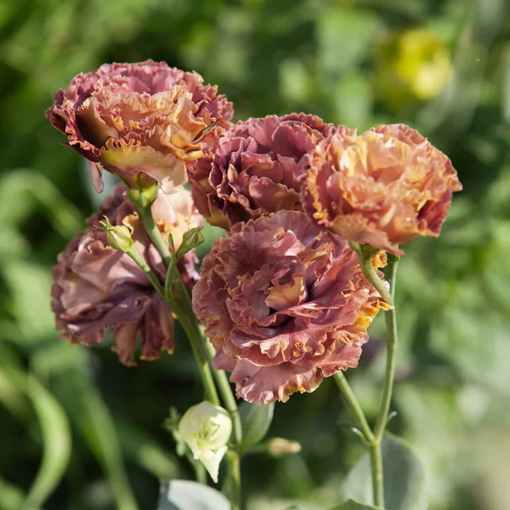 Rosanne Brown flower seeds