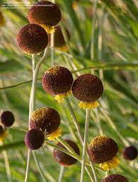 Autumn Lollipop Helenium Flower Seeds for Planting – Heirloom Non-GMO Garden Seeds