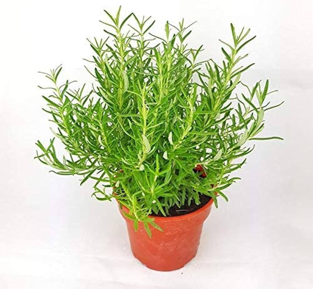 Rosemary Herb Seeds for Planting – Heirloom Non-GMO Garden Seeds