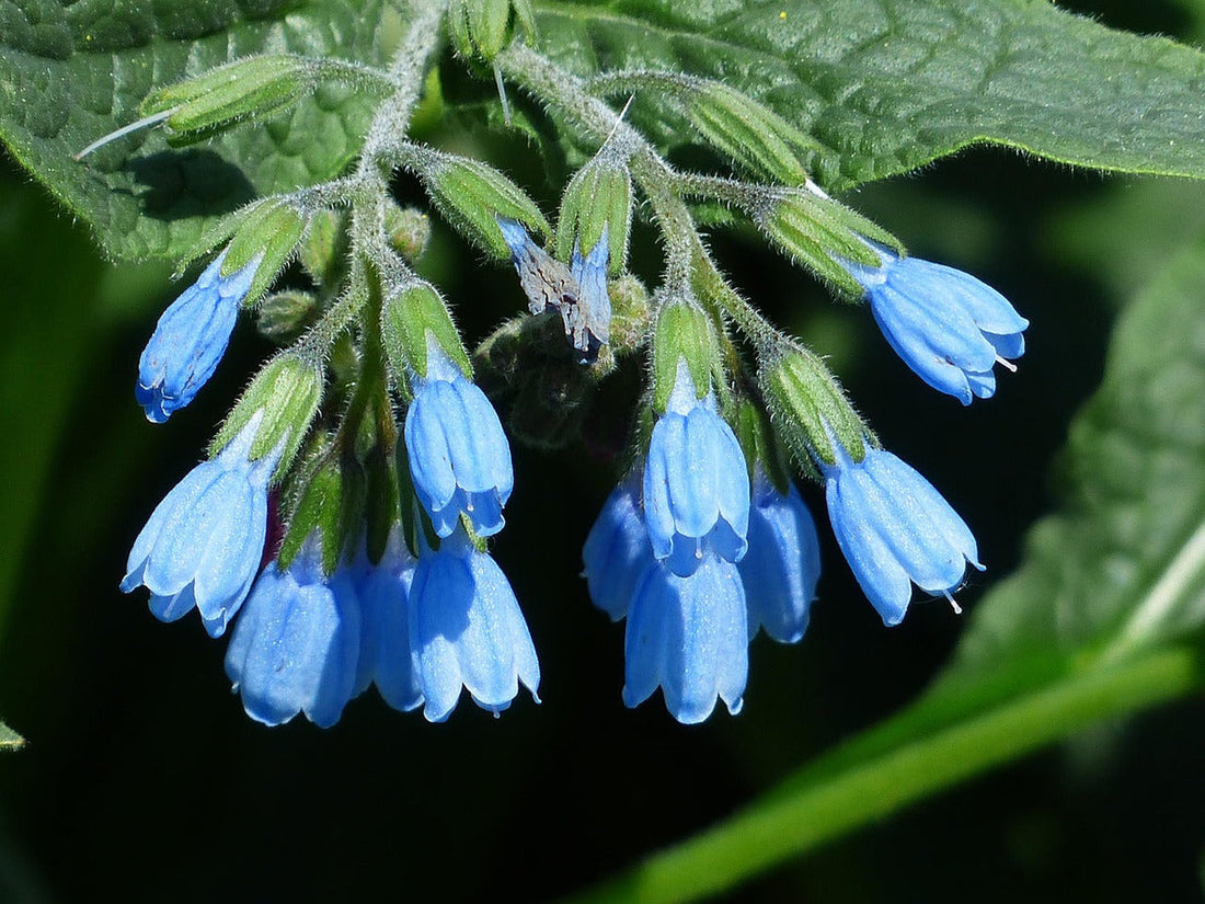 Comfrey flower seeds