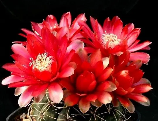 Gymnocalycium flower seeds
