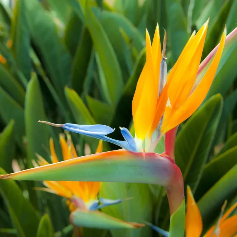 Cream Violet Strelitzia plant