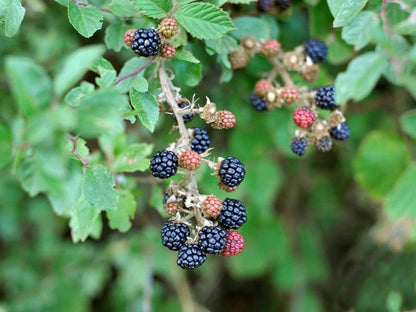 Dewberry Rubus caesius Seeds for Planting – Heirloom Non-GMO Berry Seeds
