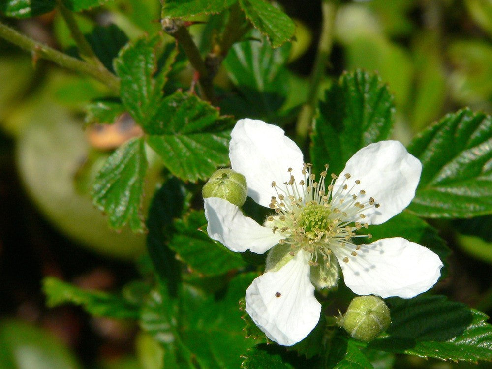Rubus Cuneifolius flower seeds