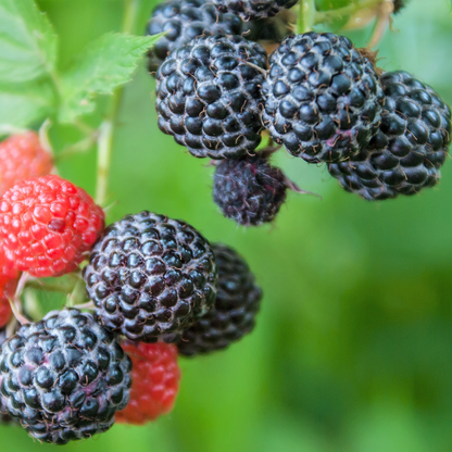 trailing blackberry seeds