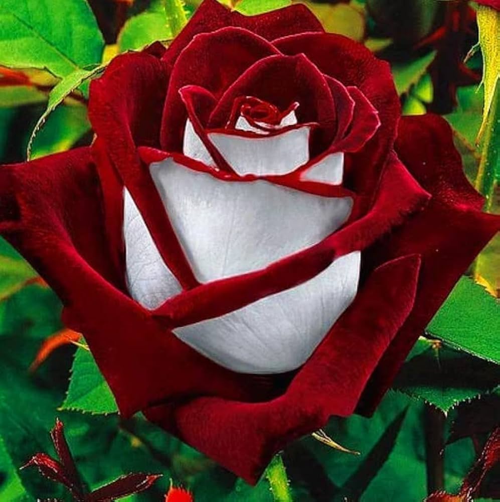 Dark Red flower seeds
