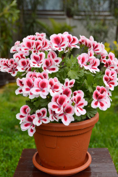 Ruby Moonlight Butterfly Begonia seed packet and ornamental begonia plant in a garden setting, showcasing decorative foliage and delicate flowers.