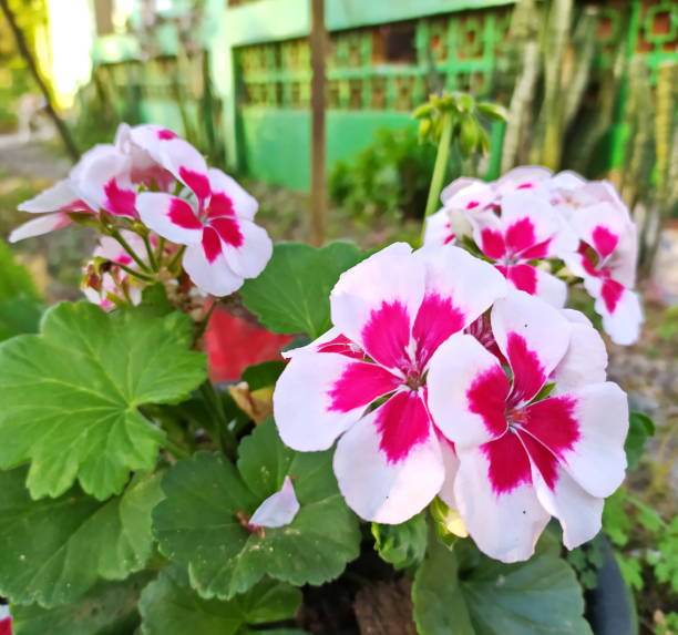 Ruby Moonlight Butterfly Begonia seed packet and ornamental begonia plant in a garden setting, showcasing decorative foliage and delicate flowers.