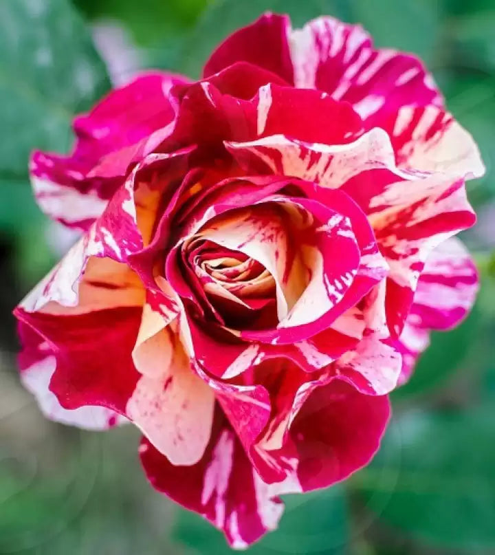 Ruby Rose flower seeds