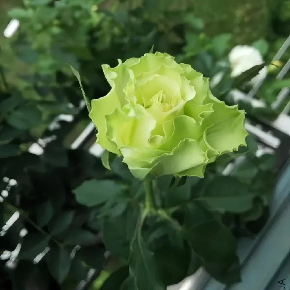 Ruby Rose flower seeds