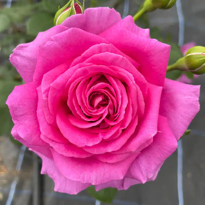 Pink Ruby flower seeds