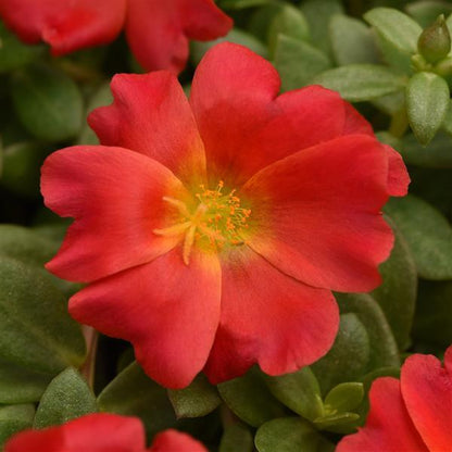 Red Rock Purslane Ruby Tuesday Calandrinia flowering plant with vivid ruby-red blooms