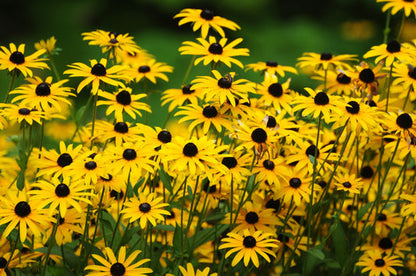 Black Eyed Susan Flowers Growing in Cottage Garden