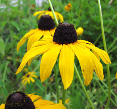 Yellow Black Eyed Susan Flowers in Cottage Garden
