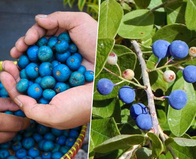 Rudraksha Tree Seeds for Planting – Exotic Garden Tree Seeds