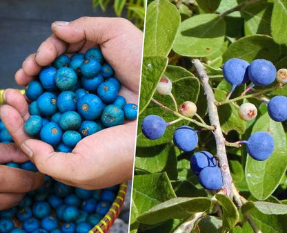 Rudraksha Tree Seeds for Planting – Exotic Garden Tree Seeds